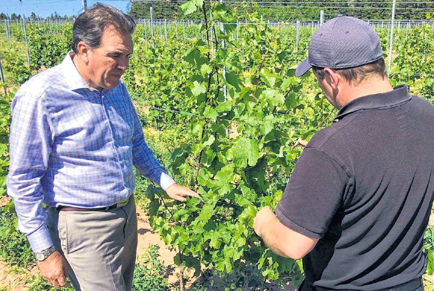 Fox Harb’r president Kevin Toth, left, and vineyard manager Aaron Little inspect Riesling vines at the resort.