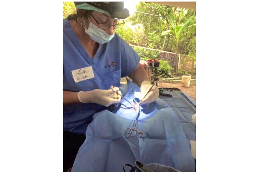Dr. Gwen Mowbray-Cashen performed surgery on several animals when she was part of a World Vets spay-neuter clinic last year. The clinic was held on the veranda of a home, and headlamps served as surgery lights. Mowbray-Cashen is going to help at a clinic in Ecuador this month.