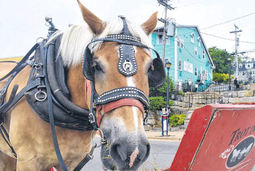 Trot in Time, which was founded in 1996, operates a horse-drawn carriage service in Lunenburg during the summer. According to the company’s website, the tours run seven days a week unless there is rain. JOSH HEALEY