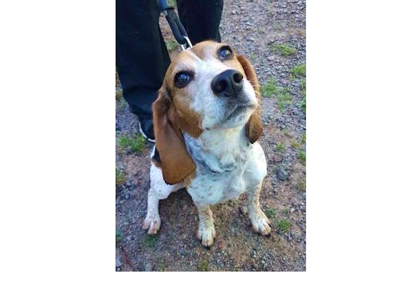 This beagle was found running loose in Truro.