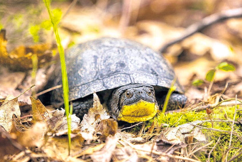 Blanding’s turtles are one of four species of turtle found in Nova Scotia and are by far the most endangered. JASON HEADLEY-LEO