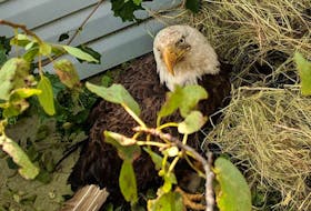 An injured eagle, first discovered on Fogo Island July 2, was captured by a local citizen seven weeks later. The Gander and Area SPCA took possession of the eagle on Aug. 20 to transport it to the Salmonier Nature Park on the Avalon Peninsula.