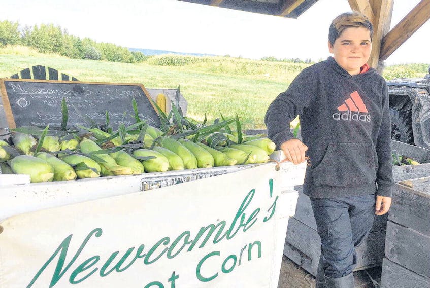 From picking to selling the corn himself, Parker Smiley, 12, does it all at Newcombe Sweet Corn in Upper Canard.
ANDREW RANKIN