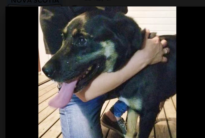 This dog was found in Bayhead.