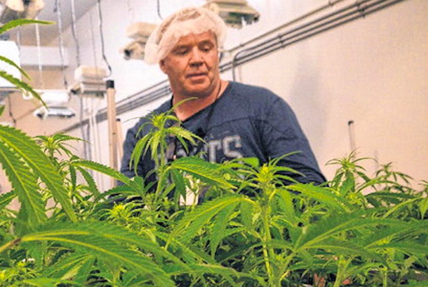 Frank MacMaster, president and head grower at Highland Grown in Ohio, Antigonish County, checks his crop. AARON BESWICK