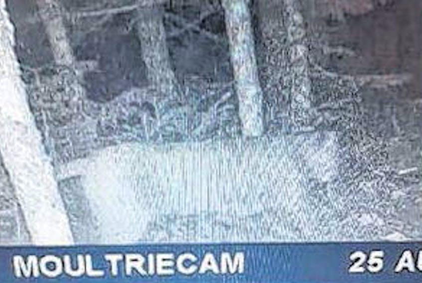 This game camera photo shows what some believe to be a cougar in the woods near Antigonish County in August.