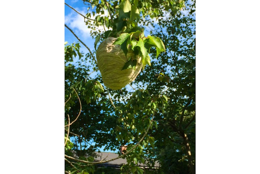 Cindy Day's Grandma would not be amused!  Helen Wickwire-Foster came across this wasp nest in Halifax, N.S.  She says it was a good 10 feet off the ground.