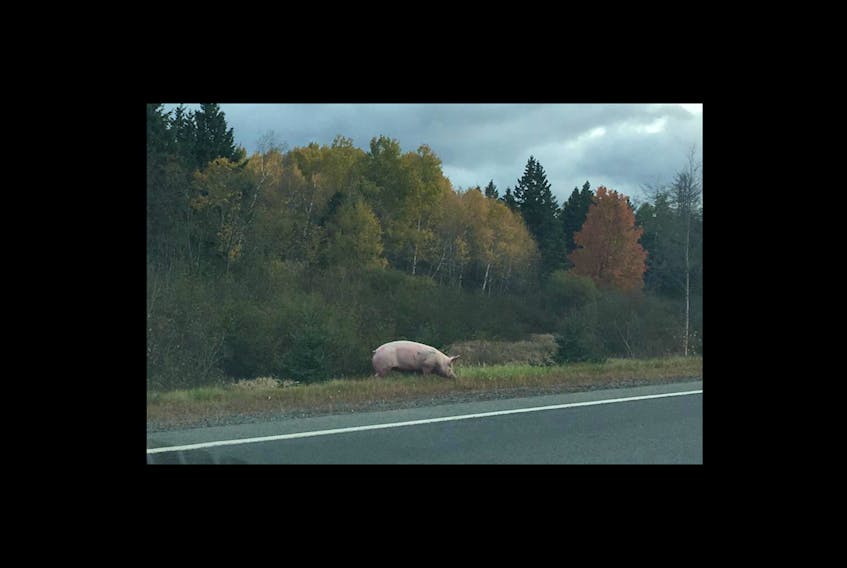 Kings District RCMP media spokesperson Cst. Jeff Wilson confirmed six pigs escaped a trailer on Highway 101 near Berwick around 9 a.m. Oct. 18. Five pigs were quickly corralled by their owners and police, but one remained missing in North Berwick until it was found at 11:30 a.m. - photo credit: Ty Walsh.