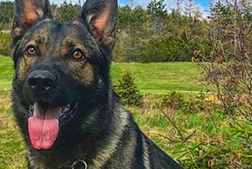 RCMP police dog Axel took a break from a training exercise recently to help apprehend a man wanted in relation to several thefts in the Stephenville region.