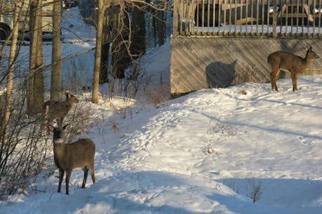 Watershed bow hunt did little to decrease Truro's deer population