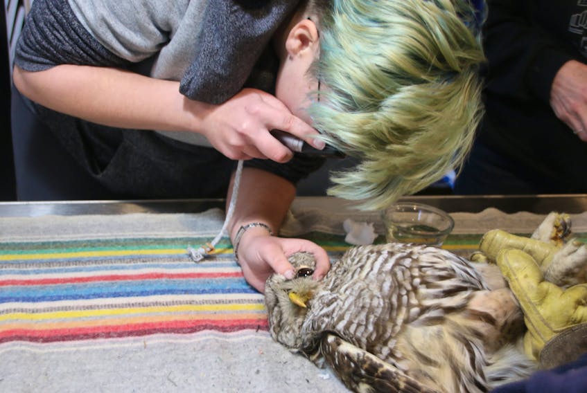 Dr. Kathleen MacAulay, a volunteer with the Cobequid Wildlife Rehabilitation Centre, examines a barred owl who was struck by a car. The centre is currently caring for several owls who were hit by vehicles.