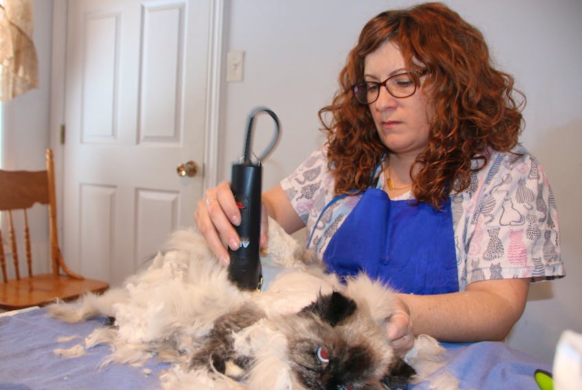 Jennifer MacQueen Simmons, of Jennifur’s Mobile Cat Grooming, clips matted hair from Karmandi, a Himalayan. MacQueen Simmons travels around the province to groom cats.