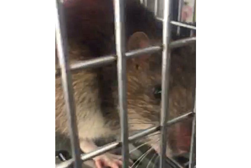 This healthy-looking rat was live-trapped at a home in Pictou and was subsequently released into the wild, away from urban areas.