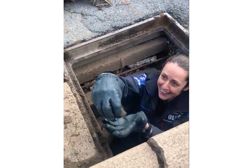 Truro Police Const. Wendy Cormier helped rescue ducklings from a storm drain on Robie St. Sunday morning. The little ones were reunited with their waiting mother.