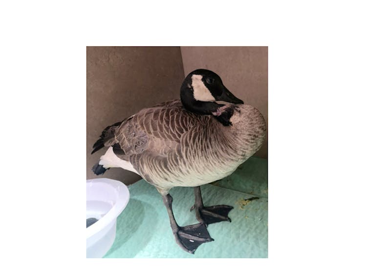 Gemma, the Canada Goose, had a near-death experience on Highway 102 this spring. She’s now being cared for at Hope for Wildlife in Seaforth.