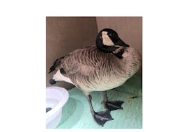 Gemma, the Canada Goose, had a near-death experience on Highway 102 this spring. She’s now being cared for at Hope for Wildlife in Seaforth.