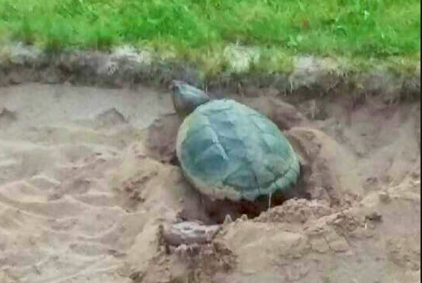 Shelly, the snapping turtle, has laid eggs in the Hole #7 sand trap at the Debert Golf Club. This is the second year she’s laid eggs in the sand trap.