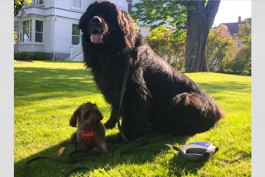 Lola, on right, is a Newfoundland/Bernese, who partners with handler Gordie Thompson. , They are one of the new teams with the St. John Ambulance therapy dog program in South West Nova.