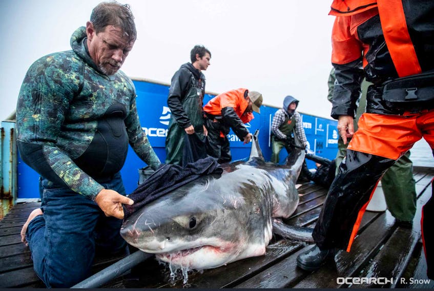 Murdoch the shark was tagged off Cape Breton by the Ocearch research team. The shark is estimated to be  3.68 metres in length.