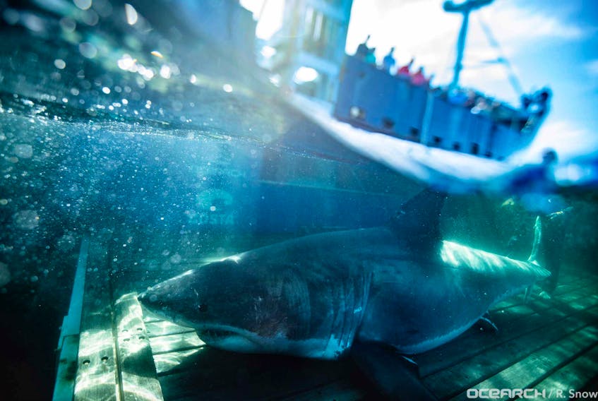 Ocearch research team named a great white shark tagged off Nova Scotia Unama'ki