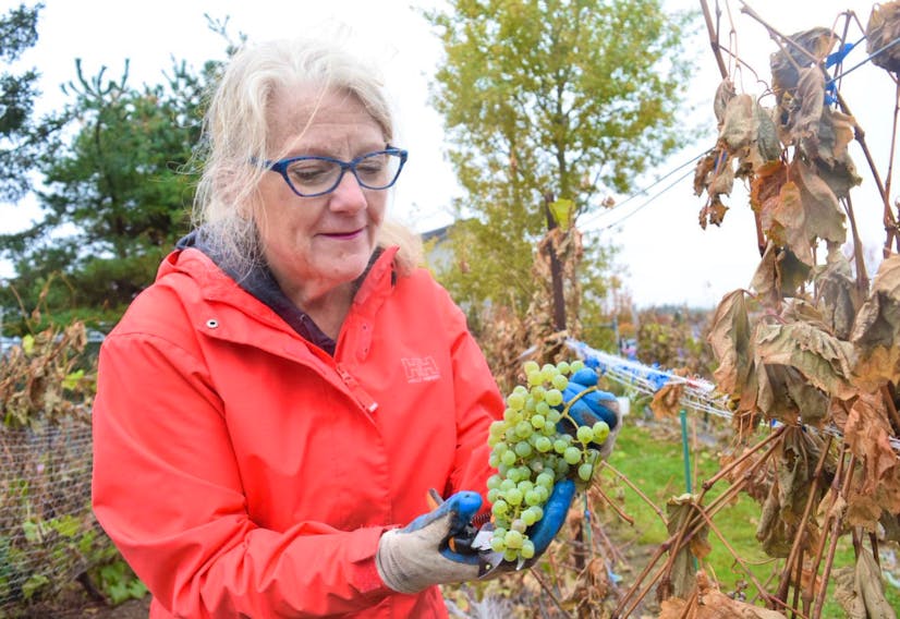 Joan Gibson celebrated her Thanksgiving weekend by harvesting grapes for wine at Goose Landing Vineyard in North River.