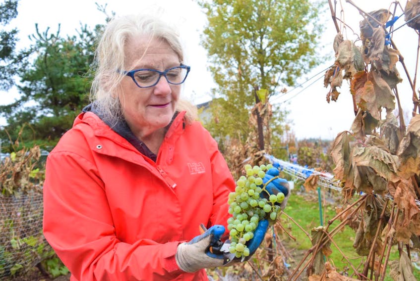 Joan Gibson celebrated her Thanksgiving weekend by harvesting grapes for wine at Goose Landing Vineyard in North River.