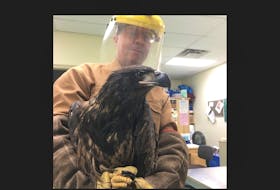Murdo Messer, co-founder of the Cobequid Wildlife Rehabilitation Centre in Hilden, holds a young eagle poisoned by lead. The bird is now being treated and, if she survives, will be returned to the wild.