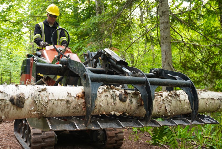Miles MacPhee, a carpenter with Parks Canada, moves a fallen tree out of Balsam Hollow Trail in Cavendish on June 15. It is one of the trees that came down during post-tropical storm Dorian last September.