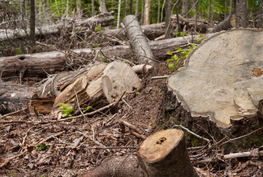 Fallen trees scatter the ground along Balsam Hollow Trail in Cavendish.