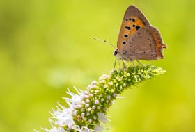 The salt marsh copper, also known as the Maritime copper, is a small butterfly only found in salt marshes around the Gulf of St. Lawrence including on P.E.I.