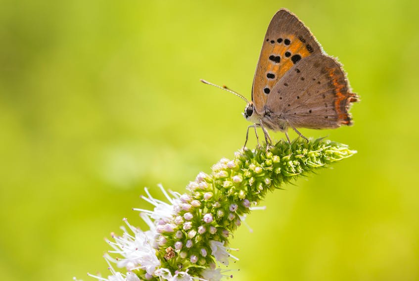 The salt marsh copper, also known as the Maritime copper, is a small butterfly only found in salt marshes around the Gulf of St. Lawrence including on P.E.I.