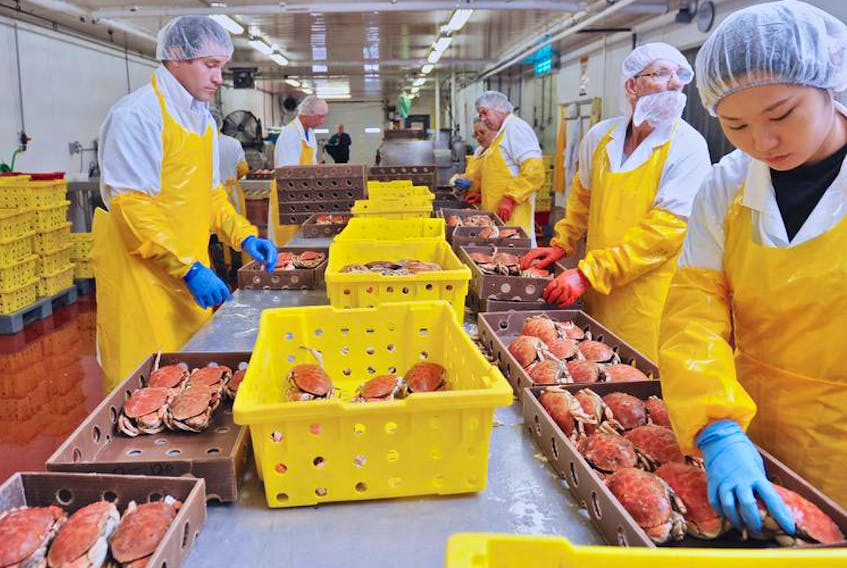 Employees of Victoria Co-operative Fisheries Ltd. in Neil’s Harbour package cooked Jonah crab bound for Shanghai, China. A customer there placed an order last fall for three, 40-foot containers of Jonah crab, with potential for seven additional containers. Each container holds about 16,556 kilograms of crab.