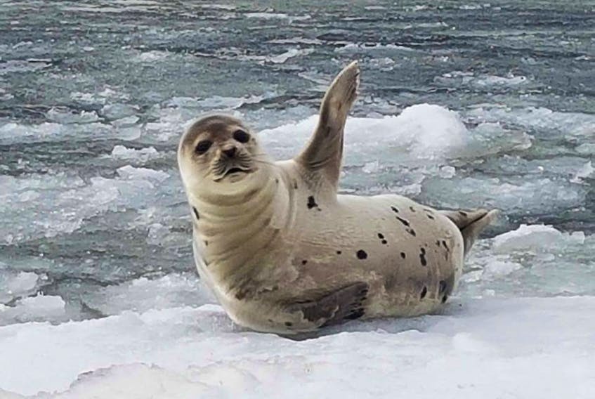 Sue Smith captured a shot of this seal that was resting near the harbour in Dildo today.