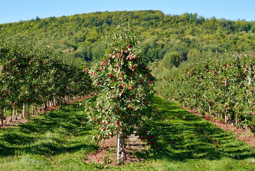 Phil Vogler says that the Annapolis Valley apples are coming along nicely along the #221 near Grafton, N.S.  In this perfectly framed photo, you can see North Mountain in the background.  I have been snacking on a few local apples this week and they are delicious.  Buy local and support the hard-working farmers of Atlantic Canada.
