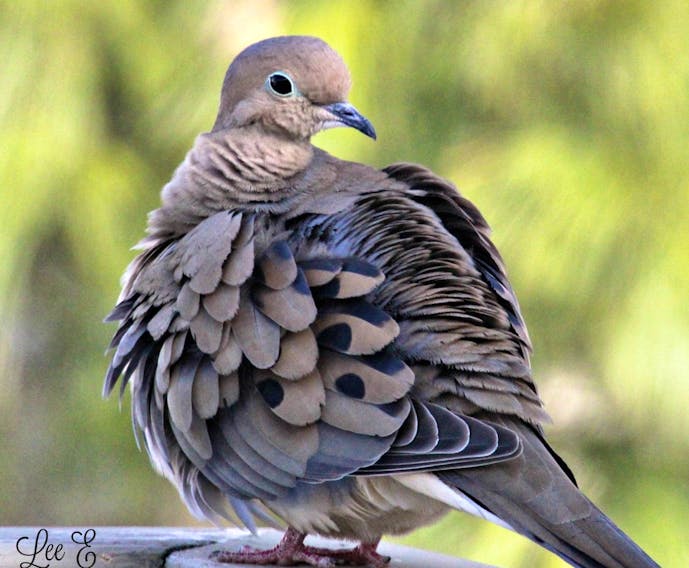 This mourning dove was ready for her close-up.  This beauty was spotted by Lee Edgar in Cole Harbour, N.S.  It’s hard to say if it’s male or female – they are very similar in appearance.  The species is generally monogamous, with two squabs or young per brood. I love the whistling sound that their wings make on take-off and landing.  Did you know that, once airborne, the mourning dove can fly at speeds of speeds up to 88 km/h?