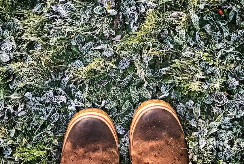 This photo was taken on September 23rd, 2 years ago.  Bernice MacDonald was out for a walk on a frosty Sunday morning in Antigonish, N.S. when she stumbled upon Nature's artwork.  The intricate frost patterns on the grass and leaves are nothing short of phenomenal.