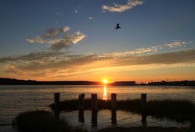 Some say the three key ingredients to a great photo are composition, lighting and timing.  Frank and Paulie Scheme checked all three with this stunning sunset photo taken in Eastern Passage, N.S. The shorebird must have been waiting in the wings for his cue.