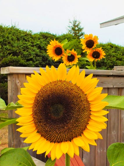 Susan McLean loves sunflowers so much that she grows them. How many sunflowers do you see in this photo taken in her yard in Darnley, P.E.I.?  There are more flowers there than meet the eye. The iconic yellow petals and fuzzy brown centres are individual flowers themselves; as many as 2,000 can make up the classic sunflower bloom.
