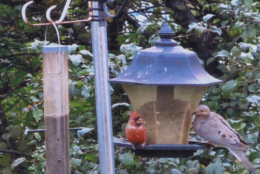 Discussing the election? Birds of a feather flock together, but a quick chat at the feeder doesn’t seem to be out of the question for these two. The contrast between the intense red of the male cardinal and muted colour of the sweet mourning dove caught Diane General’s eye.  Diane lives in Middle Sackville NS and is very fortunate to have such lovely visitors come to her garden.