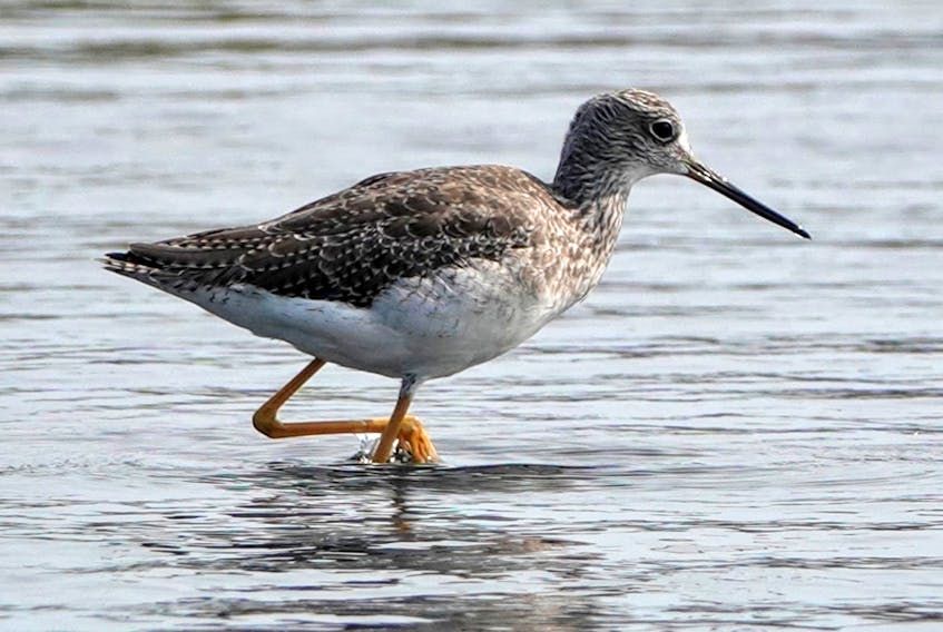 It’s easy to spot this fella. Aptly named, the Greater Yellowlegs is a beautiful large shorebird.  A trip to the Peter McNab Kuhn Conservation Area at the Rainbow Haven Provincial Park resulted in this stunning photo, taken by Bill Li of Halifax.  Every time I see one, I think of the bright yellow rain boots I wore as a kid.