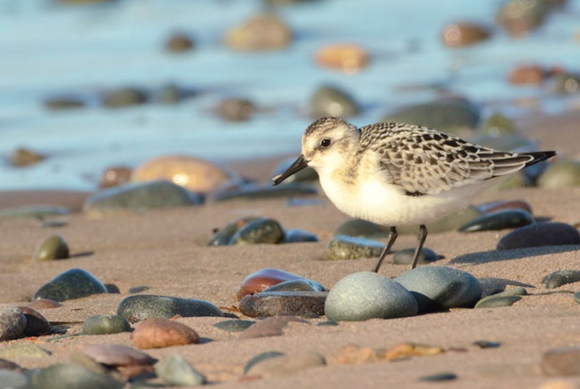 This lovely little bird is a sanderling. Andy Stadnyk lives in Lower Sackville but was enjoying the beauty of Lawrencetown Beach last weekend when he took this amazing photo. Andy says: “summer may be over but that means the shorebirds are moving through the province”.  Grandma says “When shorebirds gather over land, a chance of weather is at hand”.