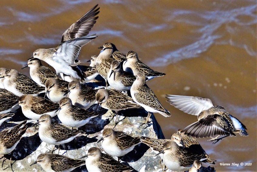 The Sandpipers’ fall migration is underway.  Before they embark on their journey, they have a rest period.  Warren Hoeg was at the Guzzle, along the Minas Basin in Nova Scotia’s Annapolis Valley on Saturday when we took this gorgeous photo.  He titled it: “When there is no room at the "Inn" and went on to explain that during their rest period, sandpipers have a unique way of finding a place to sit on their chosen rock.  If there is no room, they simply chose to land on another Sandpiper's back until he moves, and gives up his spot. Don’t try that a home.