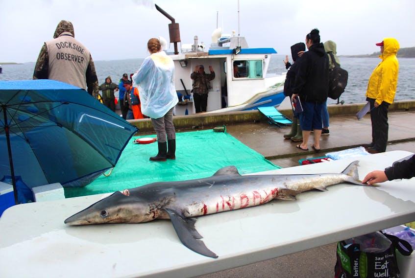 Seventeen boats took part in the annual shark fishing derby held Saturday in Louisbourg. The event competitors were instructed to bring their catches ashore for weighing at the community wharft.