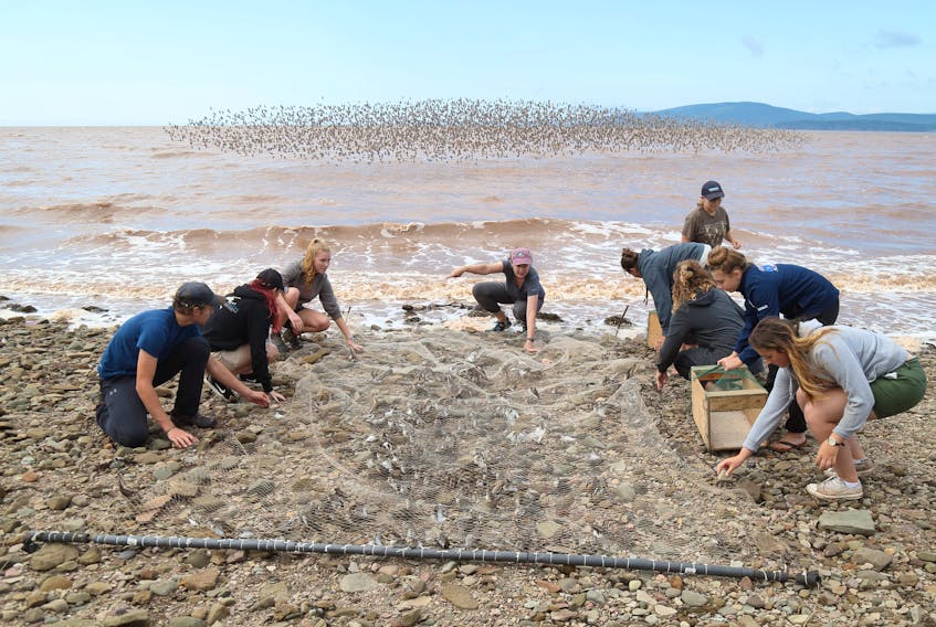 Researchers net sandpipers near the Nature Conservancy of Canada’s Johnson’s Mills Interpretive Centre near Dorchester, N.B. The mudflats near Minudie and Amherst Point near Amherst and the Cobequid Bay near Truro have been added to the Western Hemisphere Shorebird Reserve Network.