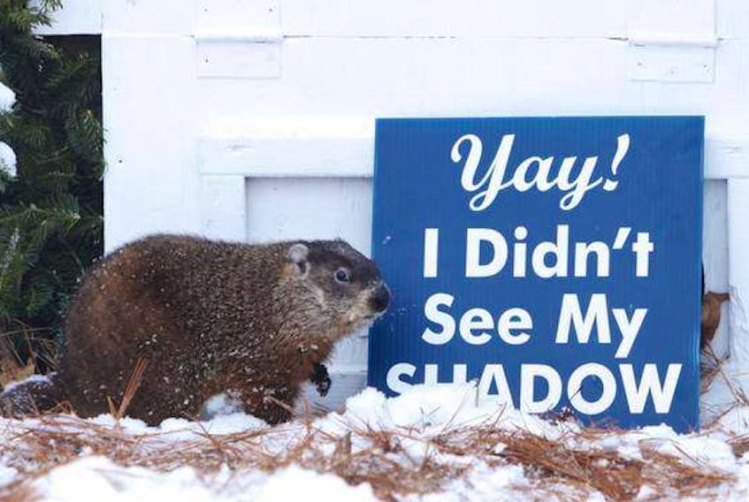 Shubenacadie Sam, a rodent who is said to have the gift of meteorological foresight, probably won’t see his shadow. according to more scientific methods. (COMMUNICATIONS NOVA SCOTIA)