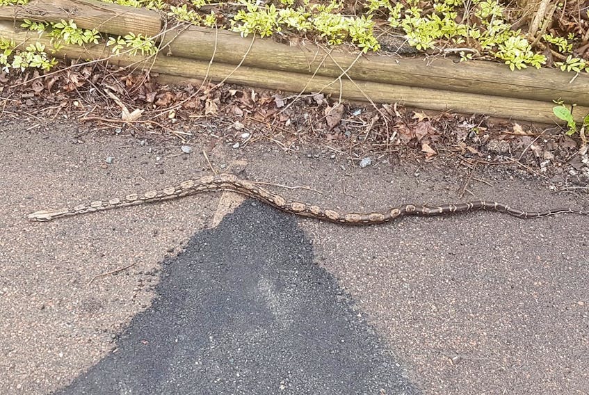 Truro Public Works employees found this snake in a catch basin off Faulkner and Muir Streets on May 15. - NICK BEATON PHOTO