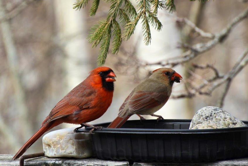Meet Mr. and Mrs Cardinal. Jan Kennedy took this picture through her kitchen window in Dartmouth, N.S.