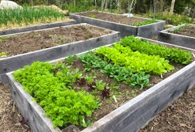 It's May and that means it's time to get out there and start the veggie garden.