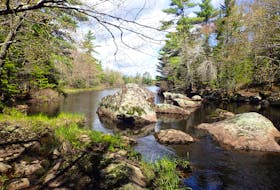 The Blue Mountain Wilderness Connector will preserve a valuable forest and wetlands link between habitats for wildlife in the southwestern area of mainland Halifax. - Nova Scotia Nature Trust