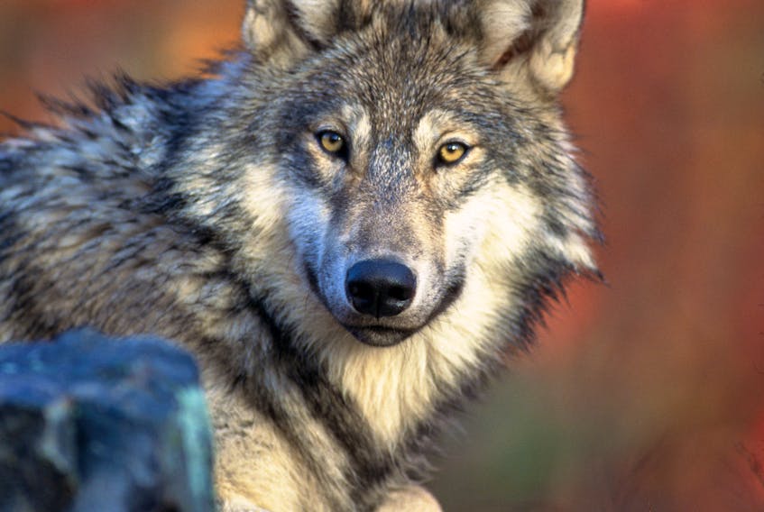 A recent hoax letter delivered to some mail boxes in Kings County said eight gray wolves like this one were re-introduced to Nova Scotia in August, but left their intended domain on the South Mountain and started eating livestock on the Valley floor in Kings County.